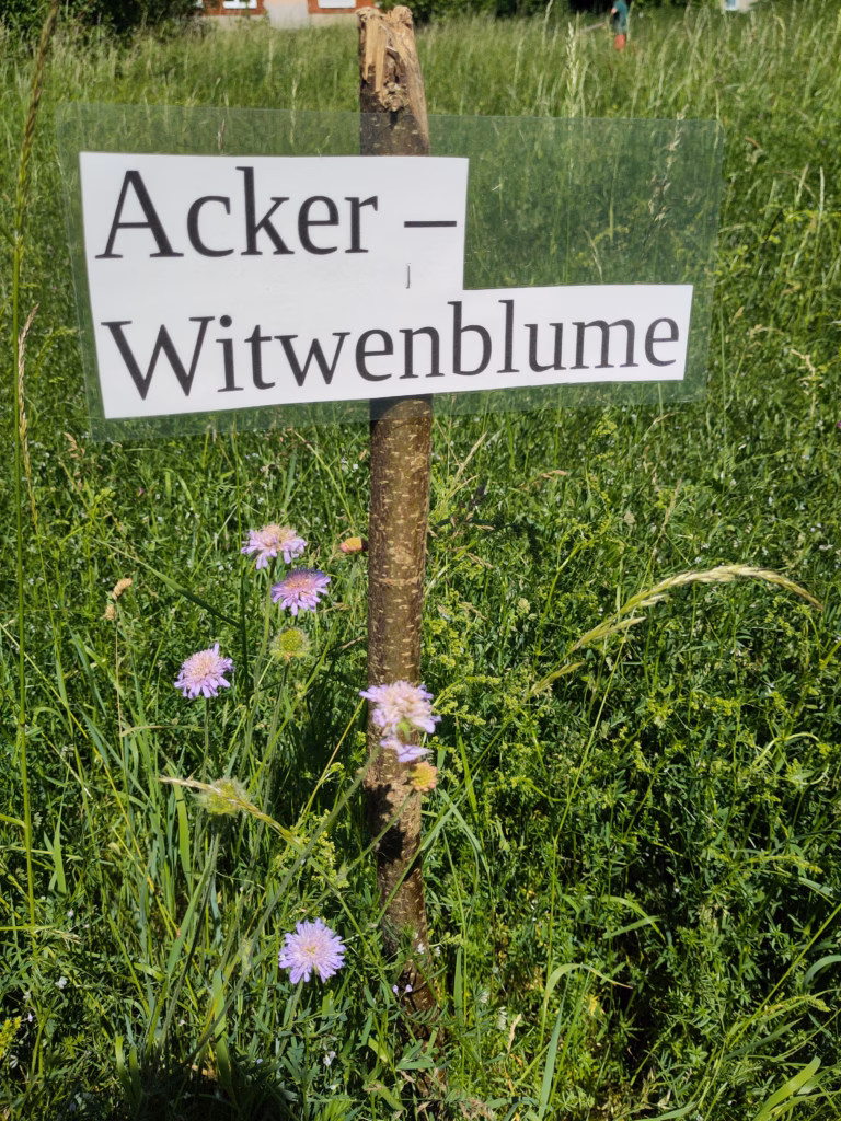 2026.05.29_Wildwiesenfest Heide Nord_Hannah Stöckle 03