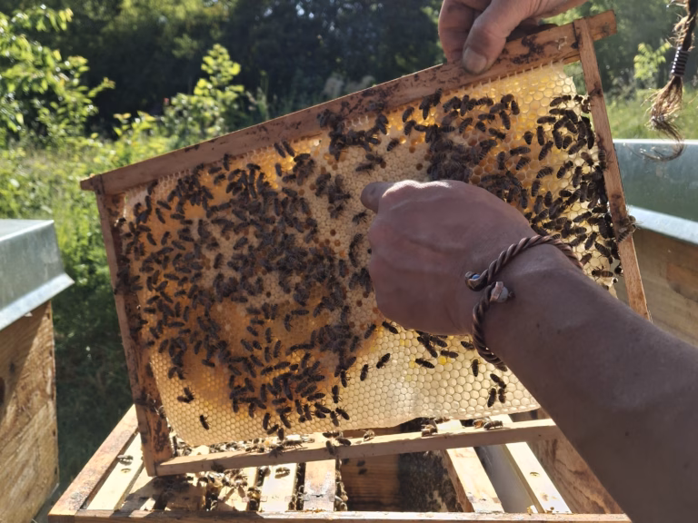 2026.05.30_Die Welt der Honigbienen_Annette Trefflich 02