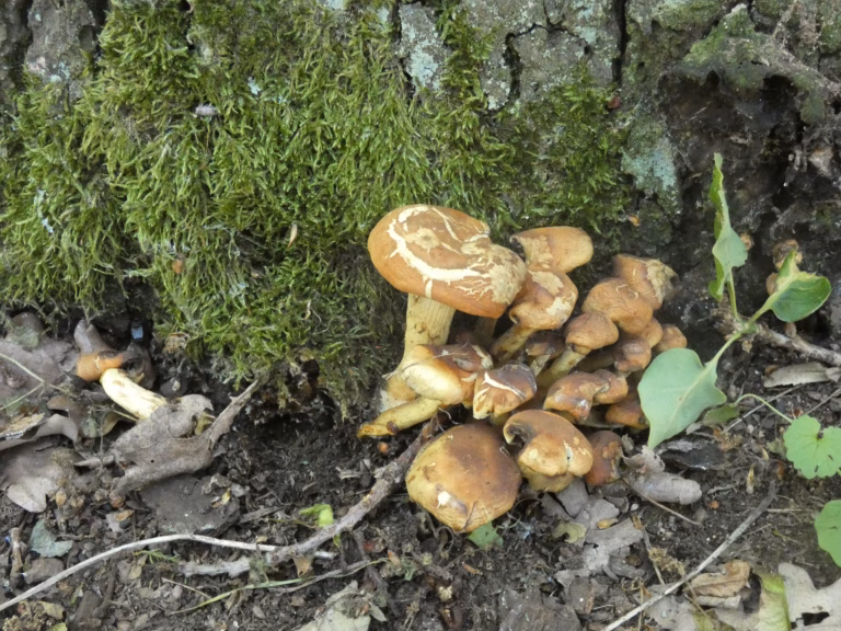 2026.05.30_Pilzwanderung Dölauer Heide_Lucas Lohse 14