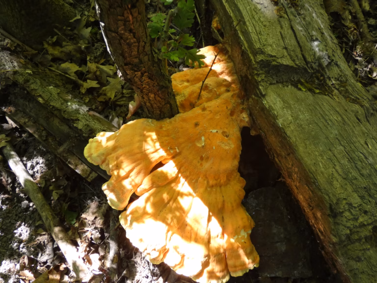 2026.05.30_Pilzwanderung Dölauer Heide_Lucas Lohse 20